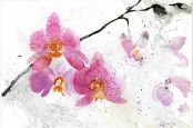 Phalaenopsis pink, verk.