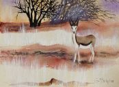 Kudu, Namibia