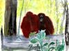 Orang Utan, Borneo